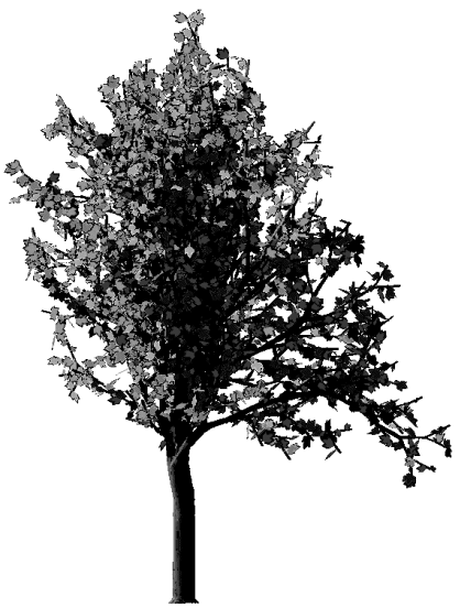 Image057.gif (50488 octets)