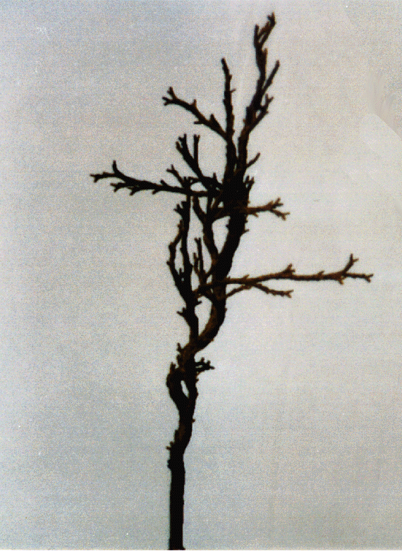 06a1.gif (353872 octets)