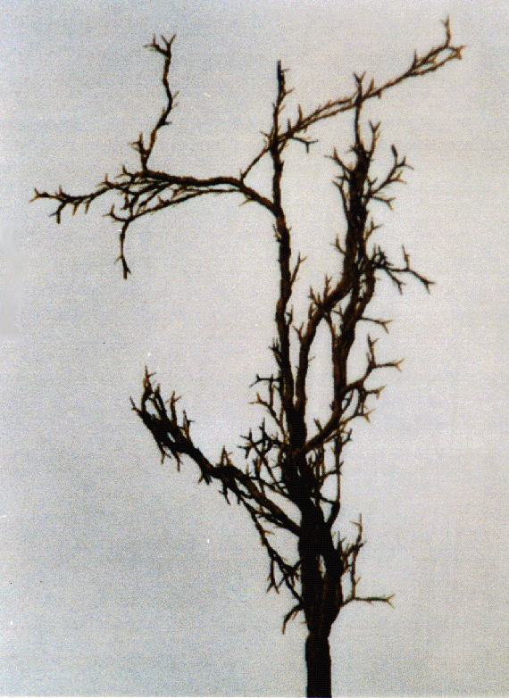 06a2.gif (385792 octets)