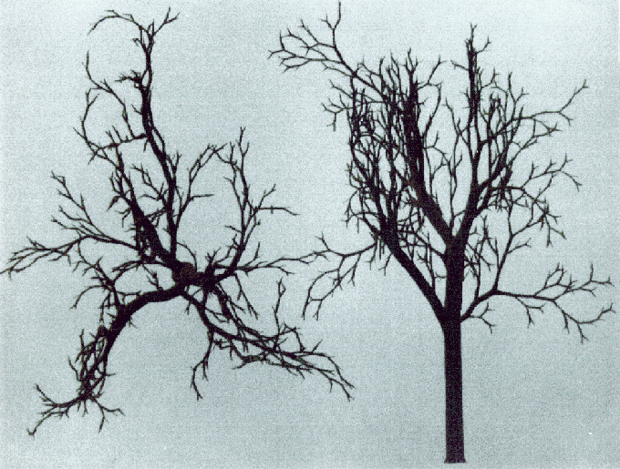 06c.gif (335300 octets)