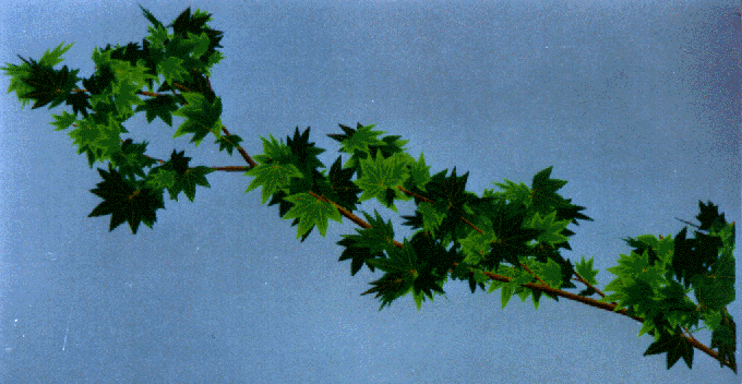 10x1.gif (147782 octets)