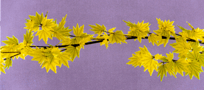 10x2.gif (107521 octets)